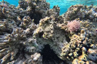 A scientific breakthrough by HEPCA!